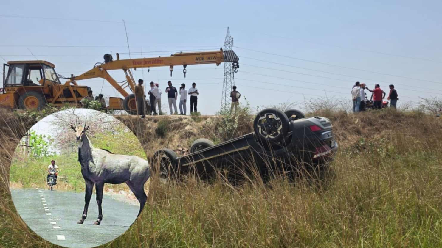 नीलगाय से टकराया बाइक सवार, हादसे में युवक की मौत