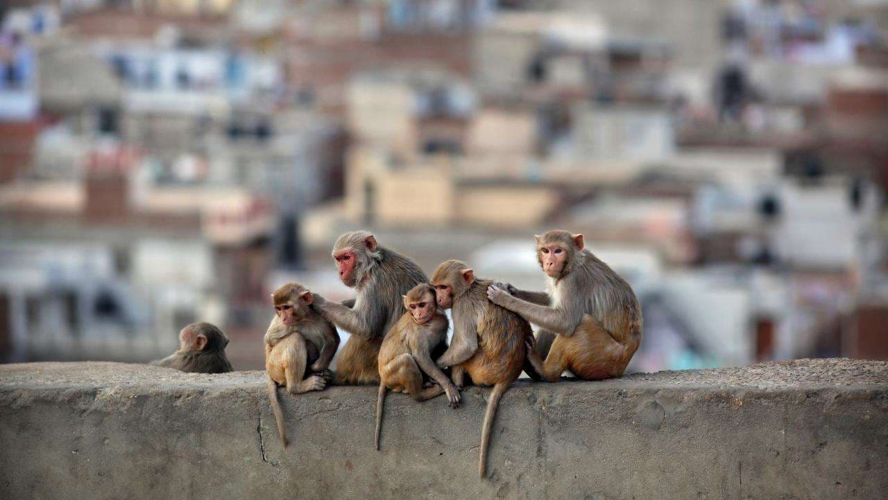 बंदर काटने की शिकायतों की भरमार, मेयर ने बैठक से पशुचिकित्‍साधिकारी को किया बाहर 