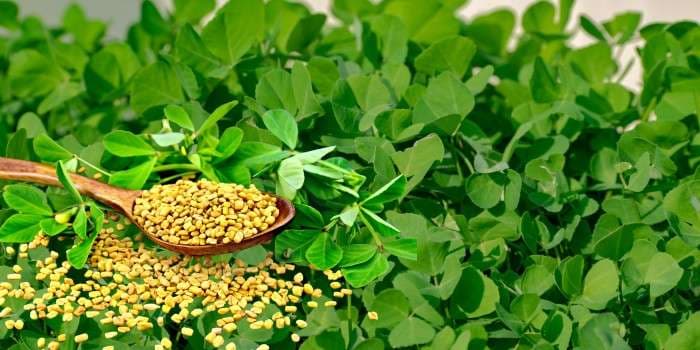 लंबे समय तक मेथी को कर सकते हैं स्टोर, ऐसे रहेगा ताजा 