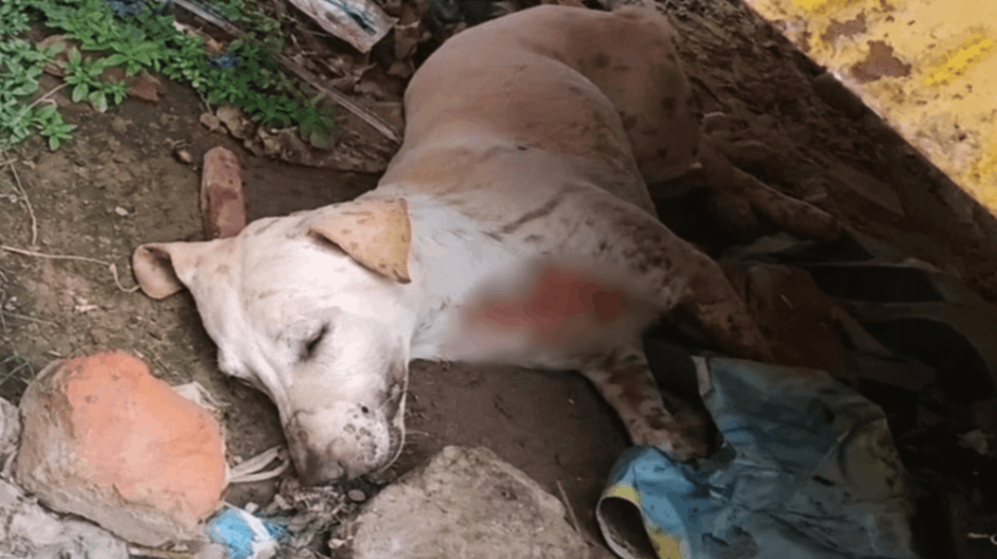 वाराणसी में एअर गन से कुत्‍ते को मारी गोली, आक्रोशित कालोनी वासियों ने बताई यह वजह...