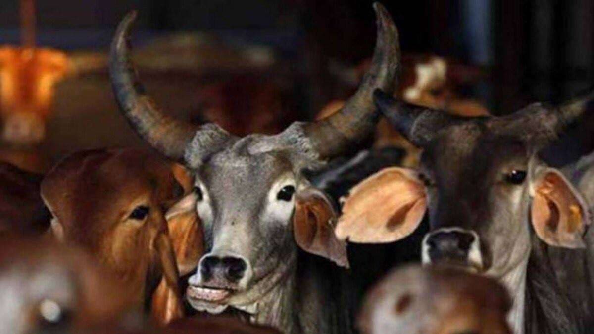 गायों की देखभाल के आधुनिक तरीकों से होंगे रूबरू,  तीन दिवसीय राष्ट्रीय गो-सम्मेलन नवंबर में
 