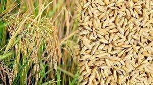 पूर्वांचल में पहली नवंबर से होगी धान खरीद, प्रति क्विन्टल  एमएसपी तय