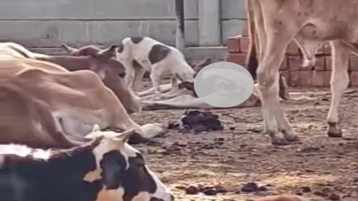 गौशाला में मृत  बछड़े को नोंचते दिखा कुत्‍ता, अजय राय ने शेयर किया वीडियो