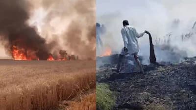 आग लगने से कई बीघे गेंहू की फसल राख, सामने आई यह वजह