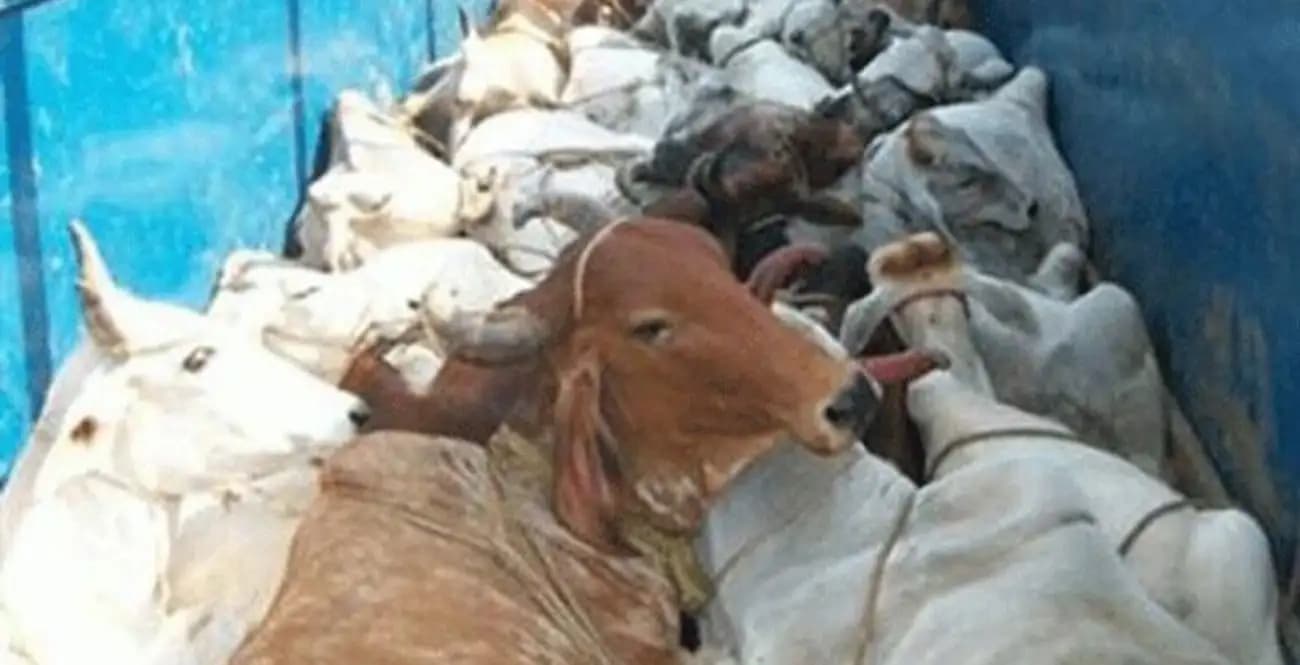 चंदौली में तस्करों का दुस्साहस, दरोगा को कुचलने की कोशिश, अस्पताल में भर्ती