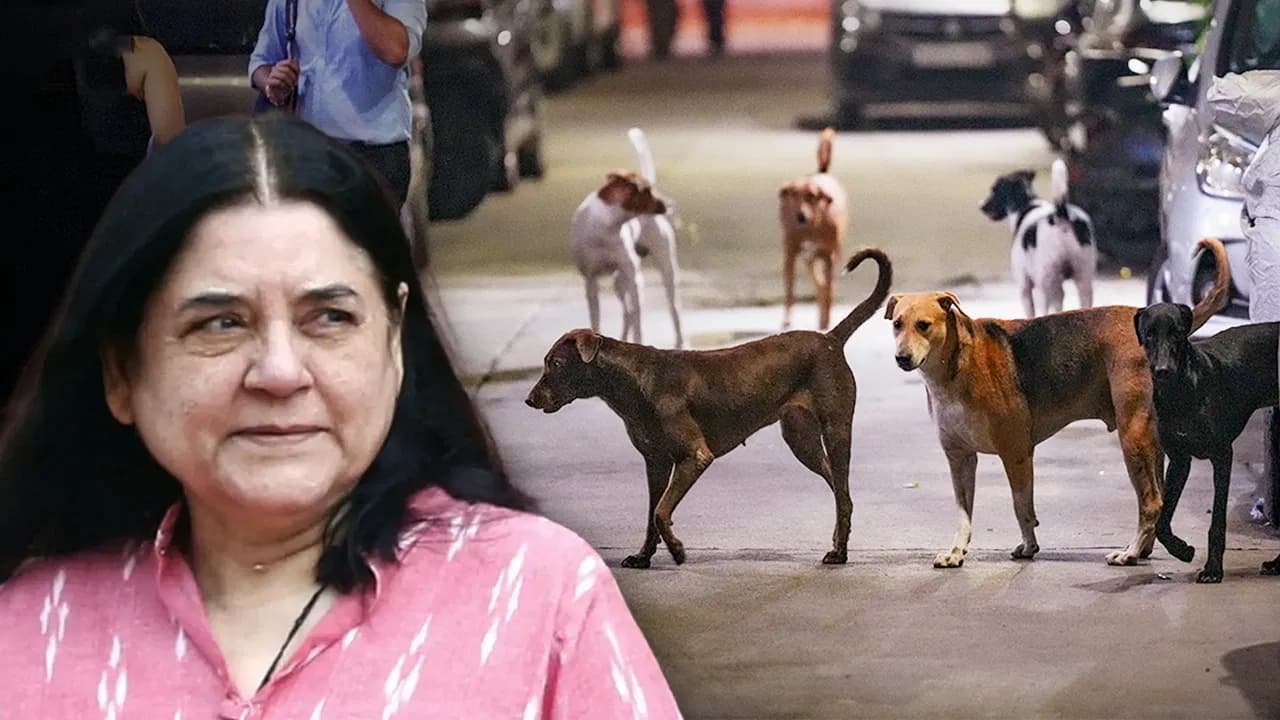 आवारा कुत्तों के मामले में फिर चर्चा, SC ने लगाई मेनका गांधी को फटकार 