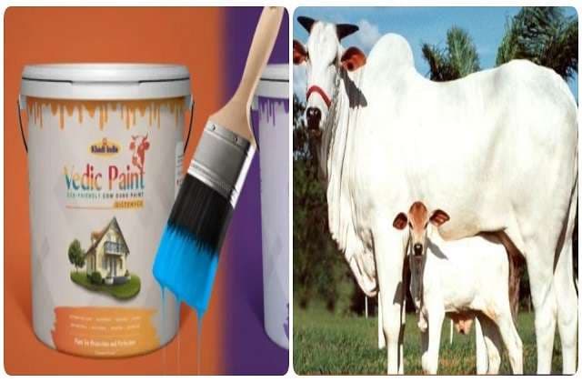 दीपावली से पहले बाजार में उतरेगा गोबर से बना प्राकृतिक पेंट
