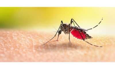 काशीवासियों को अब मच्छरों से मिलेगी निजात...ड्रोन से होगा एंटी-लार्वा का छिड़काव, की जाएगी कोल्ड फॉगिंग