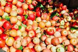 रास्‍ता साफ होने पर कश्‍मीर से पहड़िया मंडी पहुंची सेब की खेप, रेट में गिरावट 
