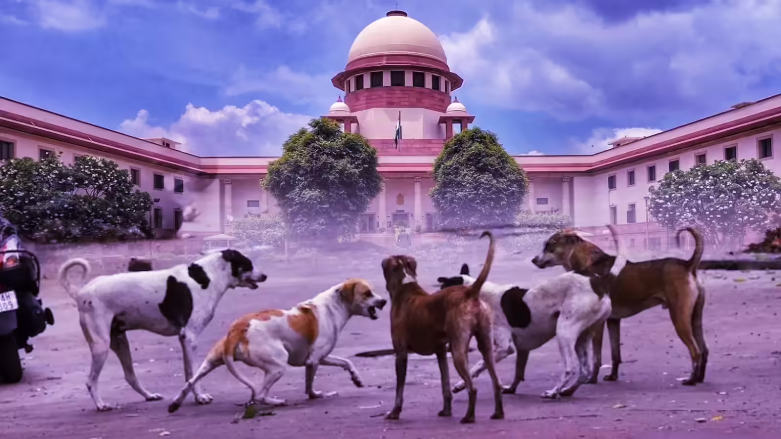 अब सड़कों पर नजर नहीं आएंगे आवारा कुत्ते, सुप्रीम कोर्ट का बड़ा फैसला