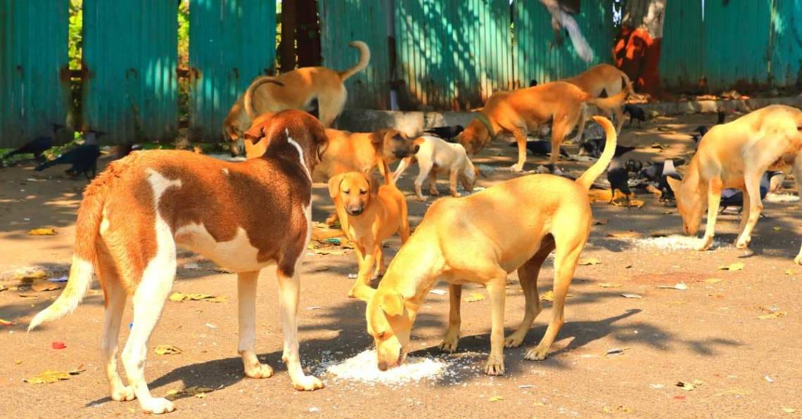 वाराणसी में सितंबर से नए एबीसी सेंटर में शुरू होगा आवारा कुत्तों का बंध्याकरण 