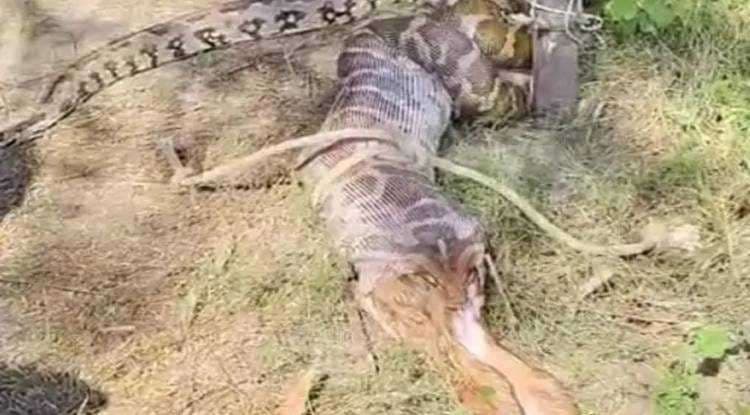 चोलापुर में दिखा 10 फीट का अजगर, नीलगाय के बच्चे को निगलने का कर रहा था प्रयास
