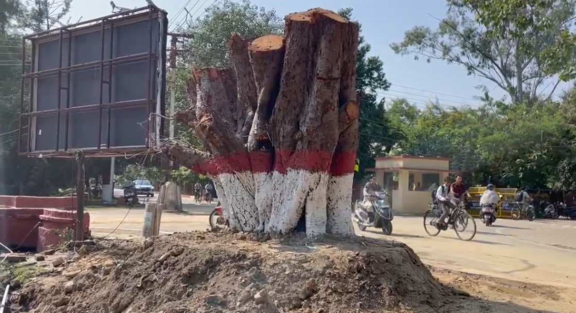 बीएचयू में 100 वर्ष पुराने पीपल के पेड़ को पुनः किया गया जीवित  