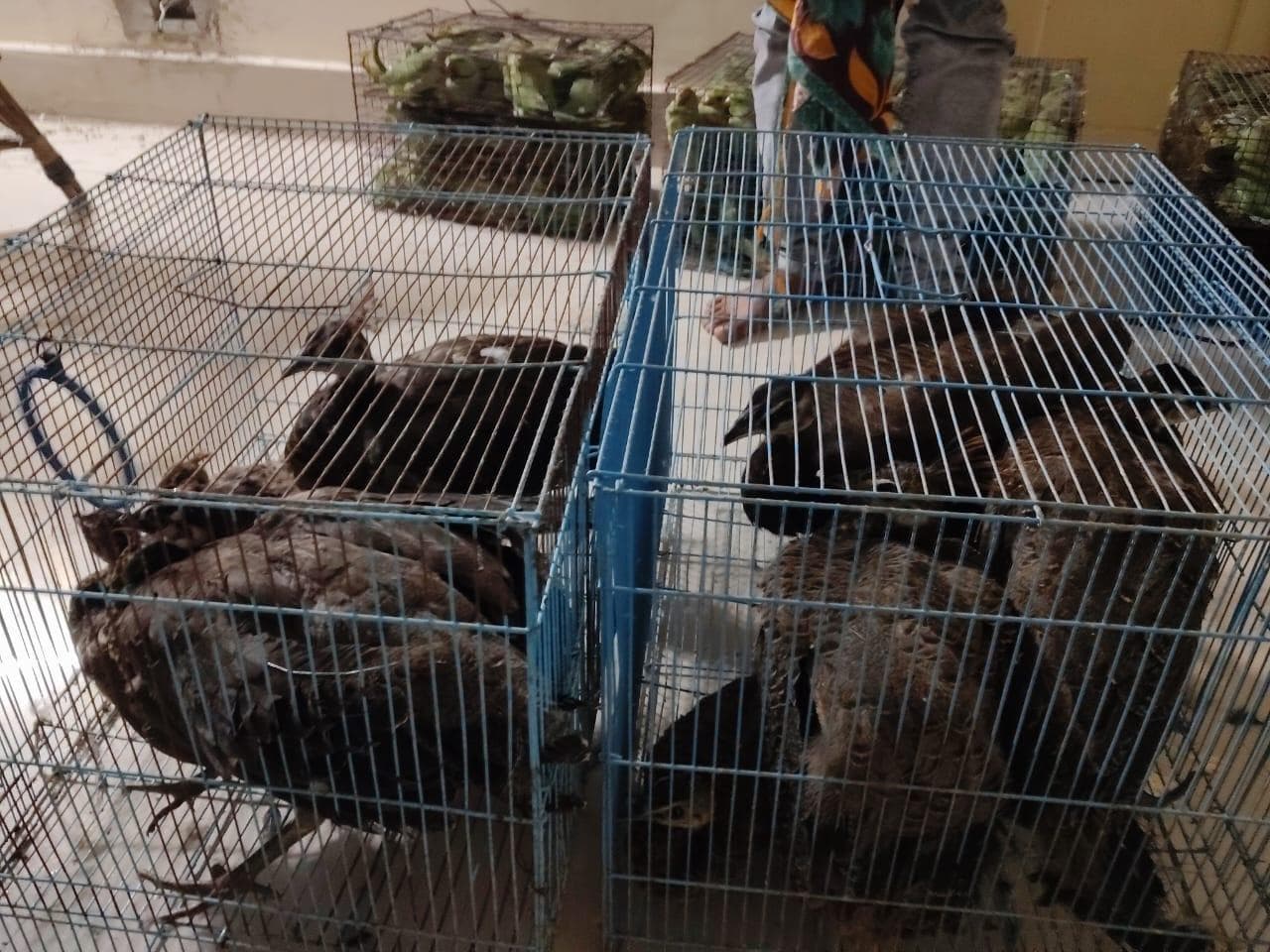 12 राष्‍ट्रीय पक्षी मोर और प्रत‍िबंध‍ित तोते की तस्‍करी का पर्दाफाश, चार तस्‍कर गिरफ्तार
