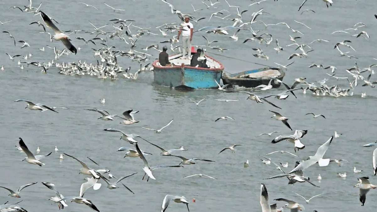 गंगा में सर्दी बिताने आए प्रवासी परिंदे, पर्यटकों को मिलता है खास अनुभव 
