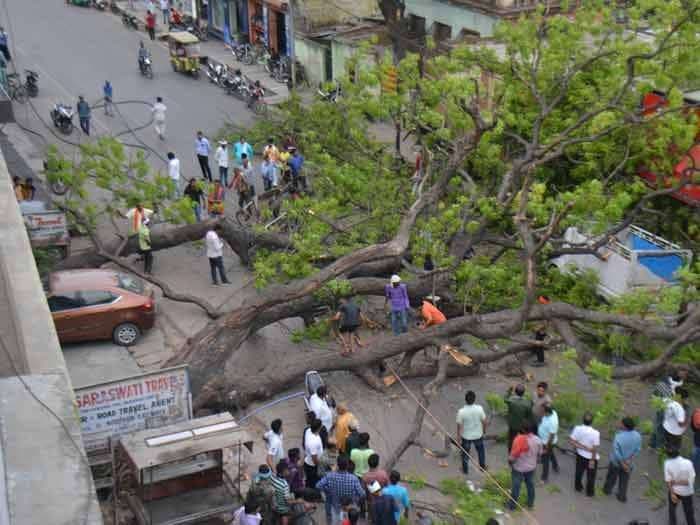 तेज आधी में कई इलाकों में गिरा पेड़, घंटो बिजली आपूर्ति रही बंद ...