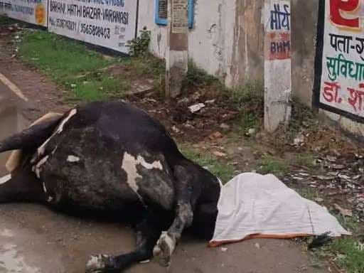 ट्रांसफार्मर पोल में उतरे करंट की चपेट में आने से गाय की मौत, लापरवाही का आरोप...