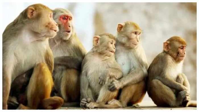 अब नगर निगम नहीं, वन विभाग संभालेगा बंदरों के प्रबंधन की कमान, सामने आई बड़ी वजह