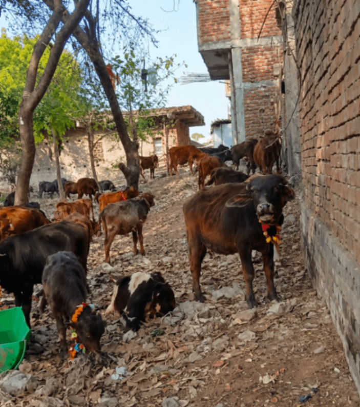 संरक्षक की भूमिका निभाने वाले मेला, मंदिर से भी पशु पहुंच रहे कत्लखाने...