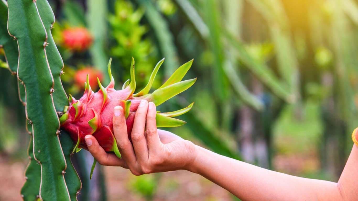 घर के गमले में भी उगा सकते है ड्रैगन फ्रूट, जाने तरीका