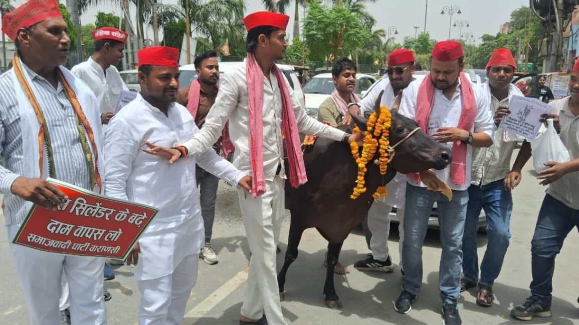 सपाइयों का अनोखा प्रदर्शन, गाय के साथ जिला मुख्यालय पहुंचकर की ये मांग