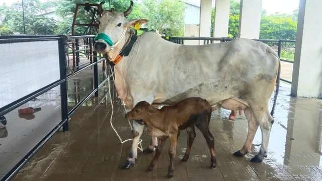 बीएचयू के नाम महत्वपूर्ण उपलब्धि, गंगातीरी सरोगेट गाय ने स्वस्थ साहीवाल बछिया को दिया जन्म