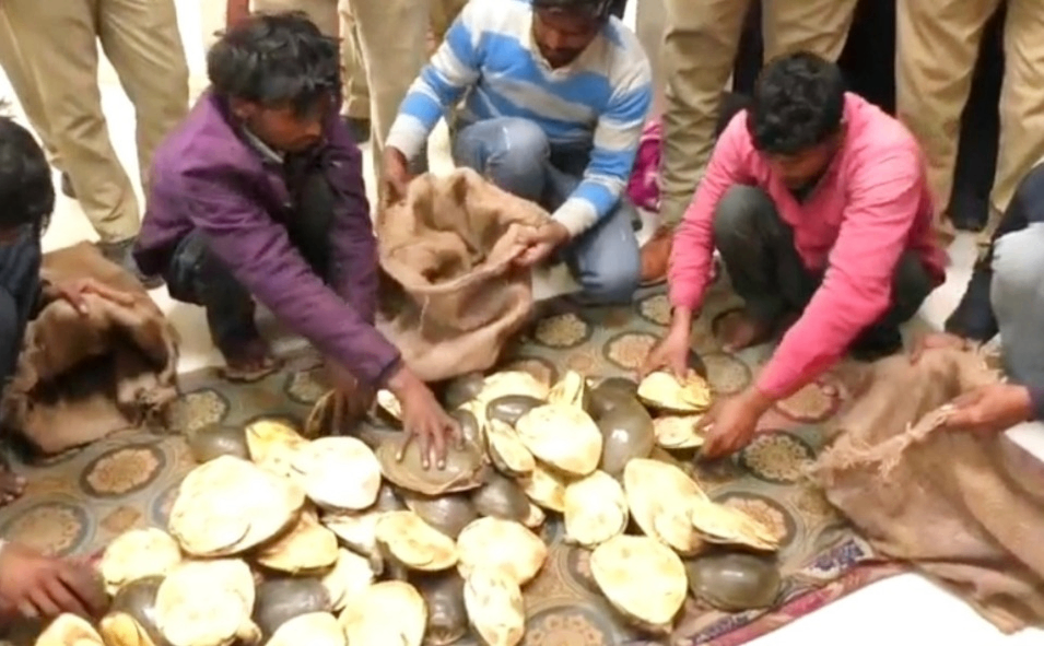 वाराणसी में 363 कछुए बरामद; कैंट स्टेशन से पांच तस्कर गिरफ्तार,