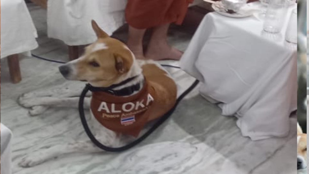 dog